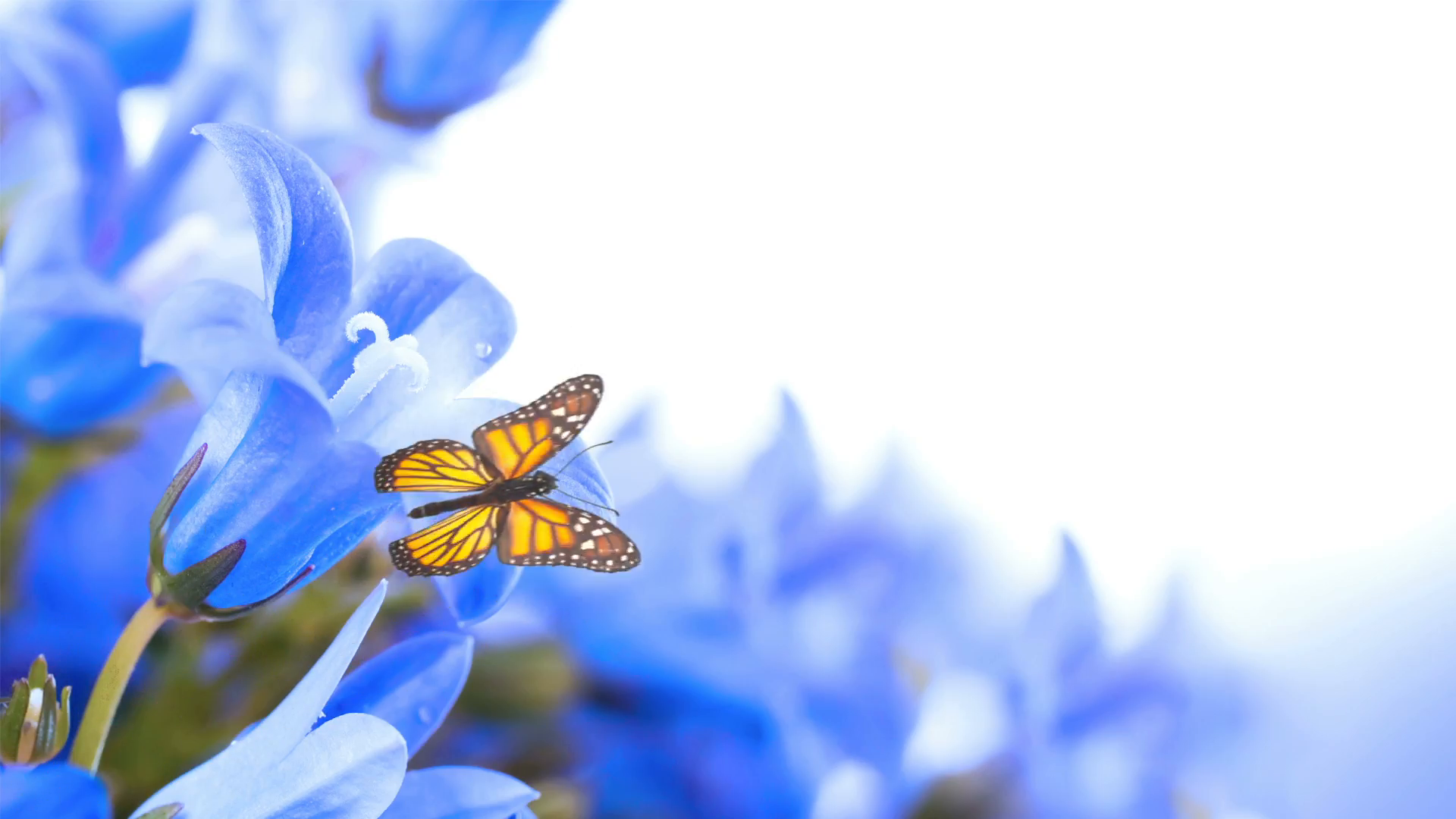 Голубые бабочки фон. Синие цветы. Летние синие цветы. Красивые синие цветы. Фон бабочки.