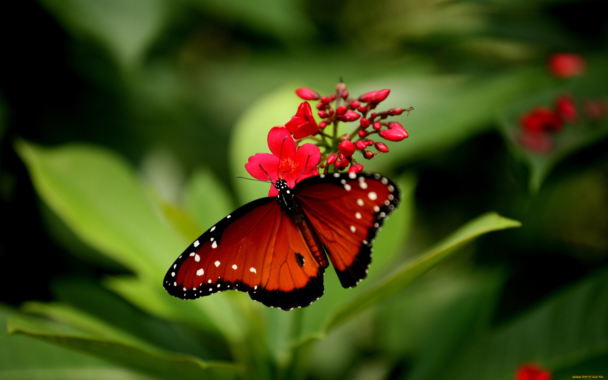Цветок красные бабочки. Красный цветок. Красивые бабочки. Яркие бабочки. Красивые бабочки на цветах.