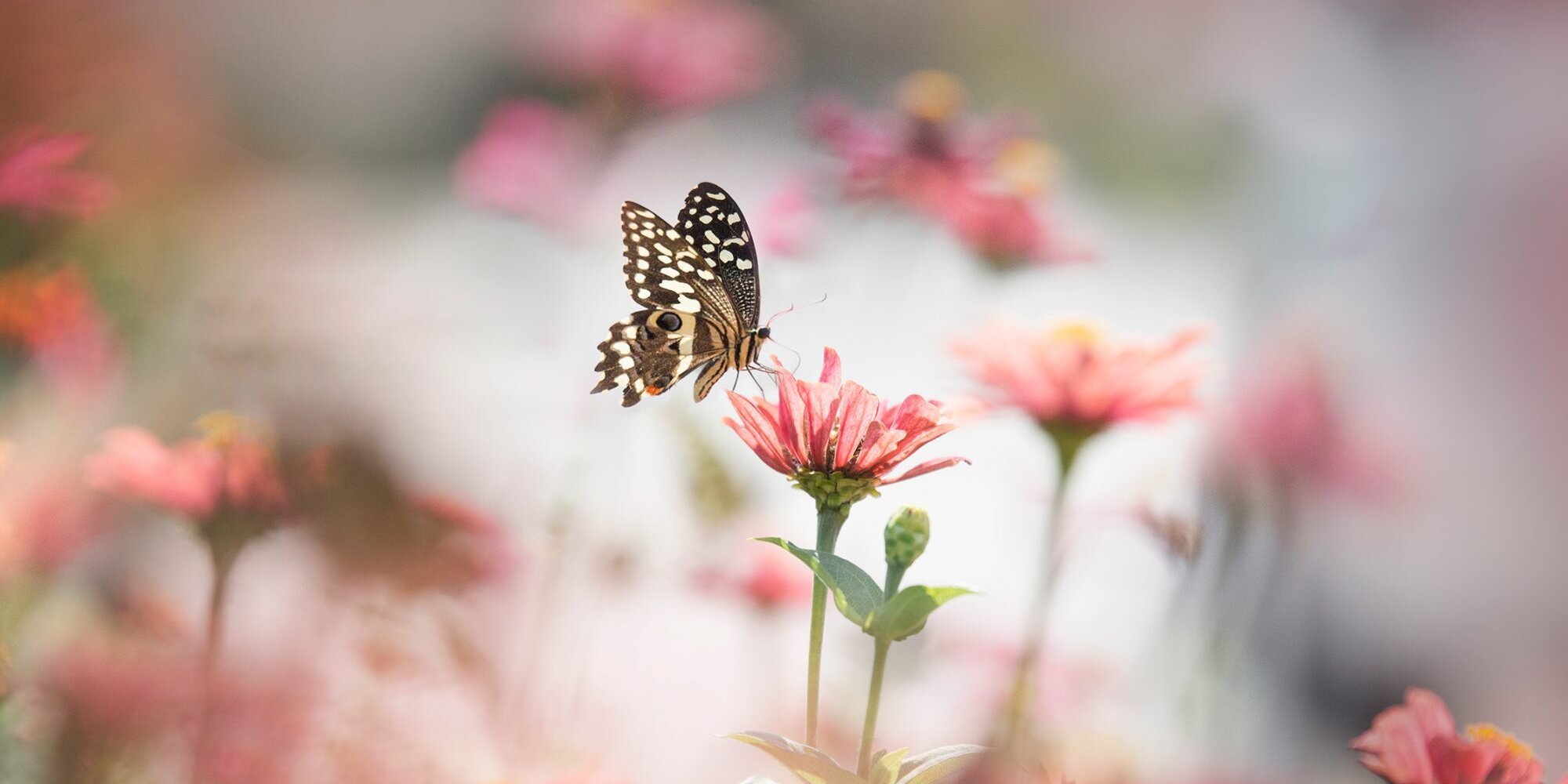 На цветок летит мотылек. Бабочка на цветке. Бабочки над цветами. Бабочки в цветах. Нежные бабочки.