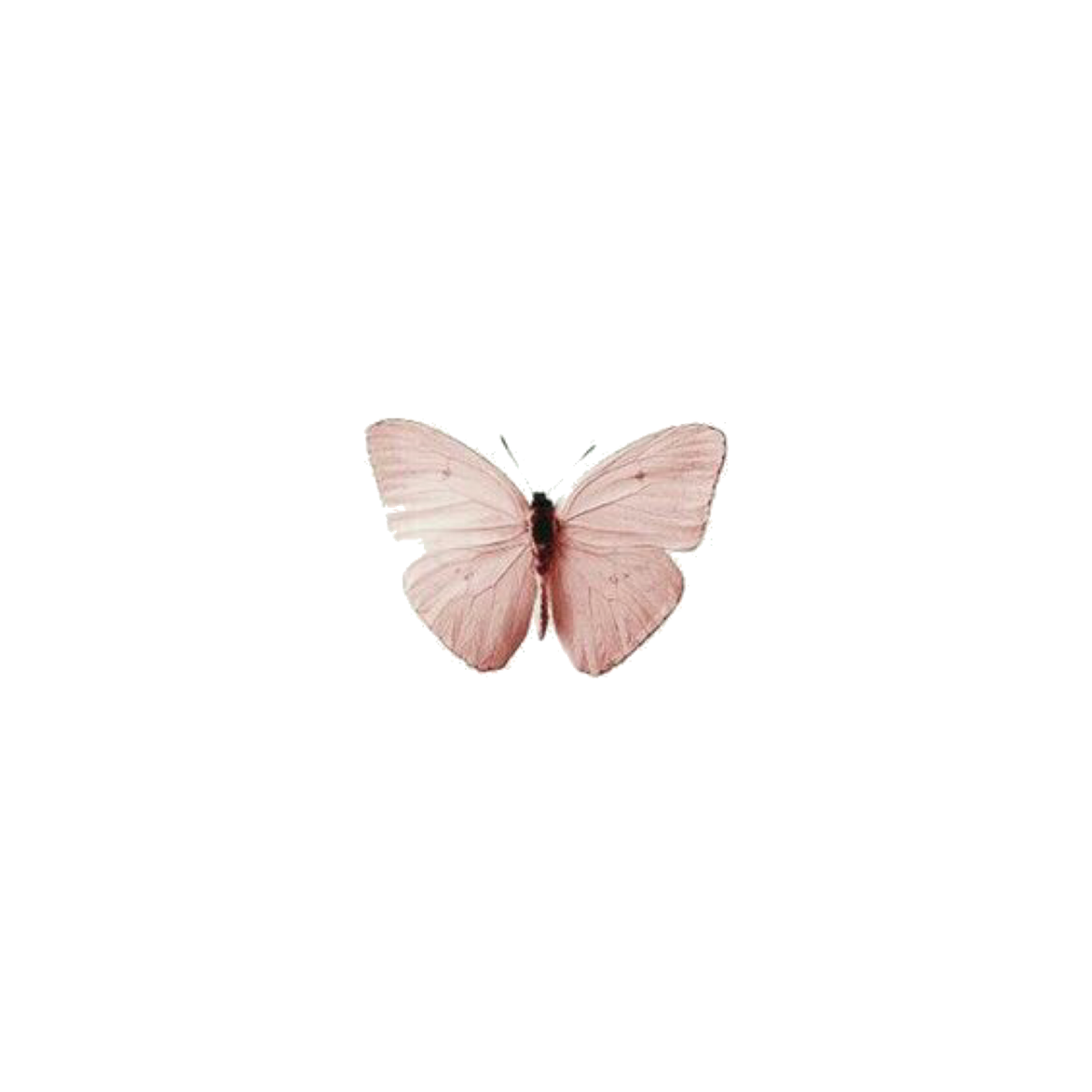 Розовые бабочки. Бабочки на белом фоне. Розовые бабочки Эстетика. Розовые бабочки на белом фоне.