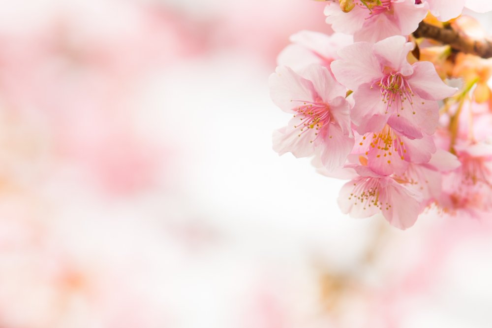 Цветочный фон