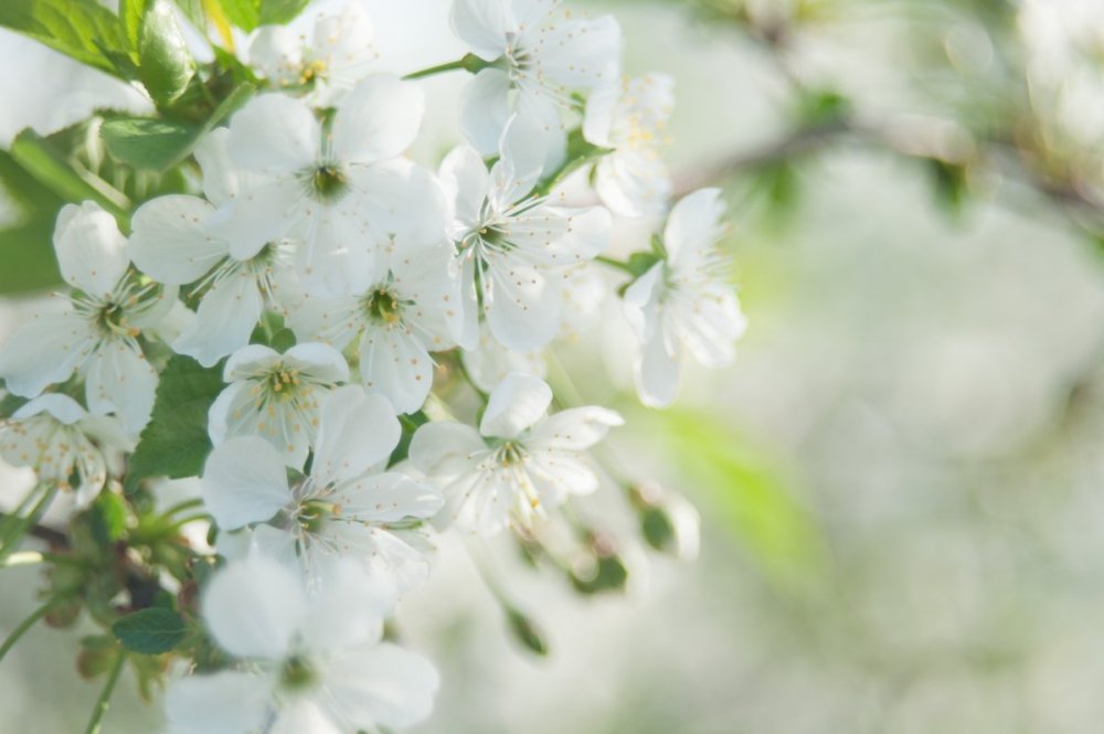 Цветущая яблоня