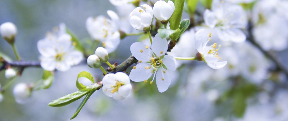 Фон весенний нежный