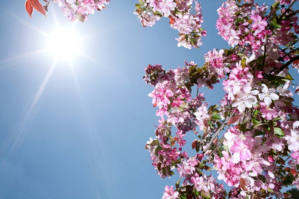 Яблоневый цвет на голубом небе