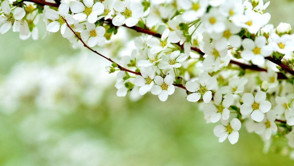 Весенняя ветка