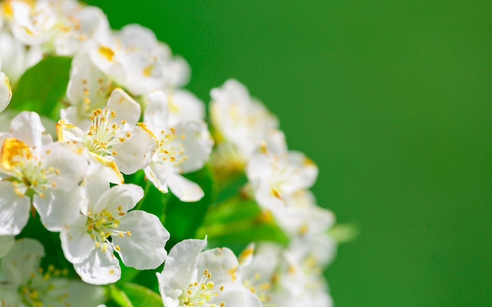 Фон Цветущая яблоня