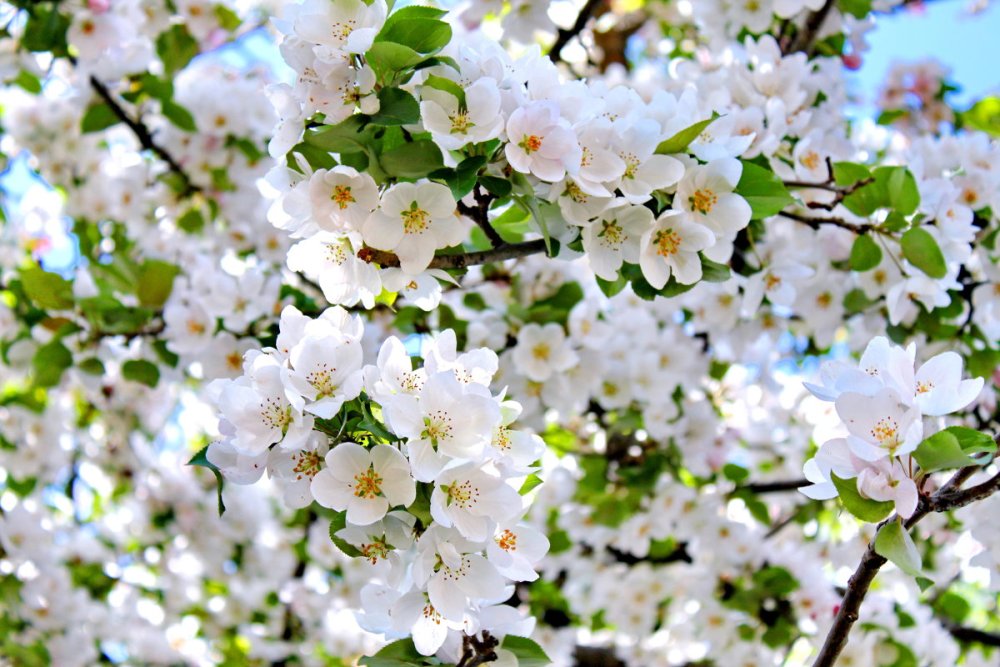 Яблоня отцвела