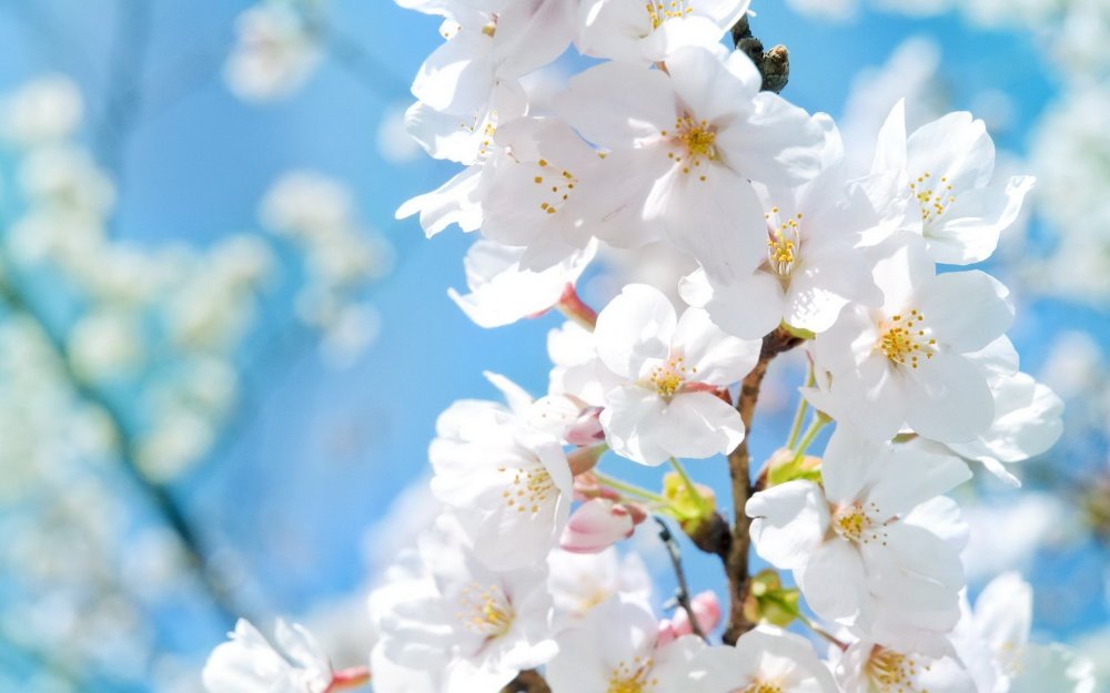 Весенние цветы