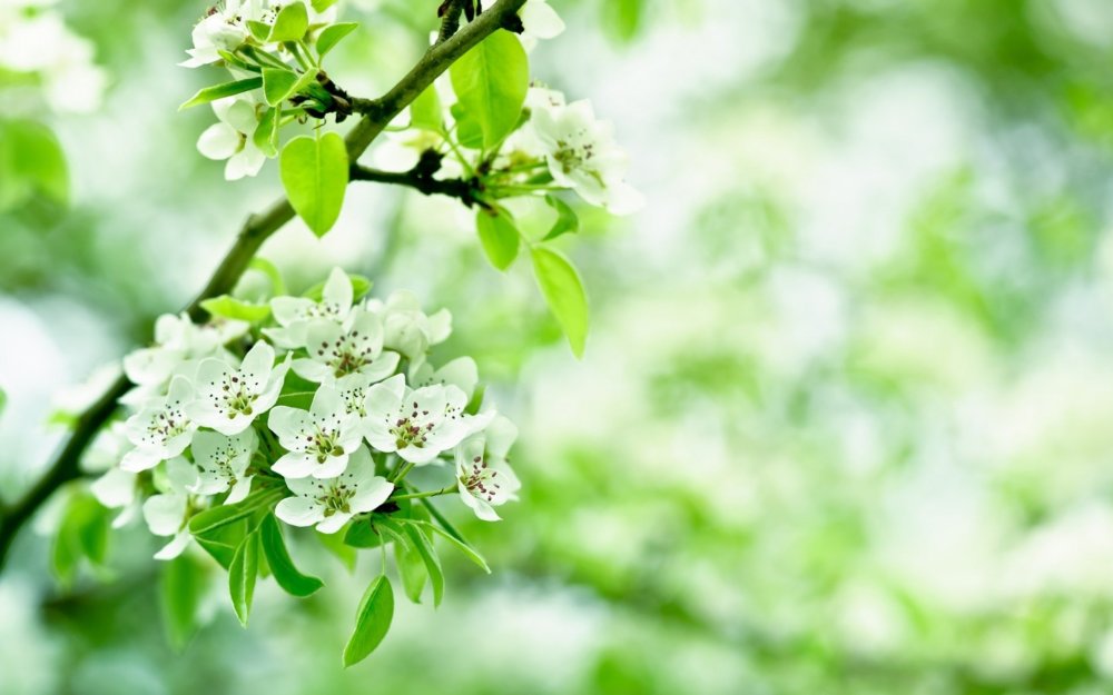 Цветущие яблони