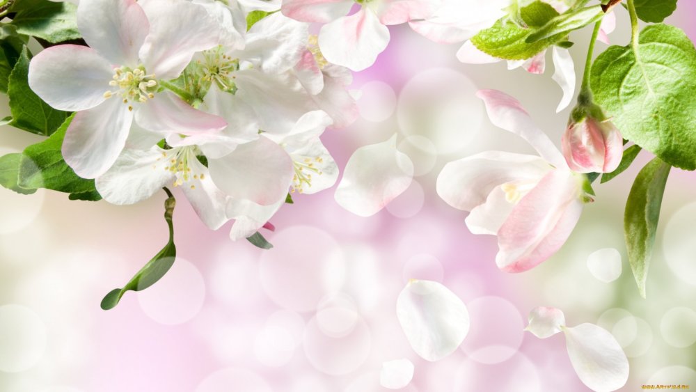 Яблоневые цветы