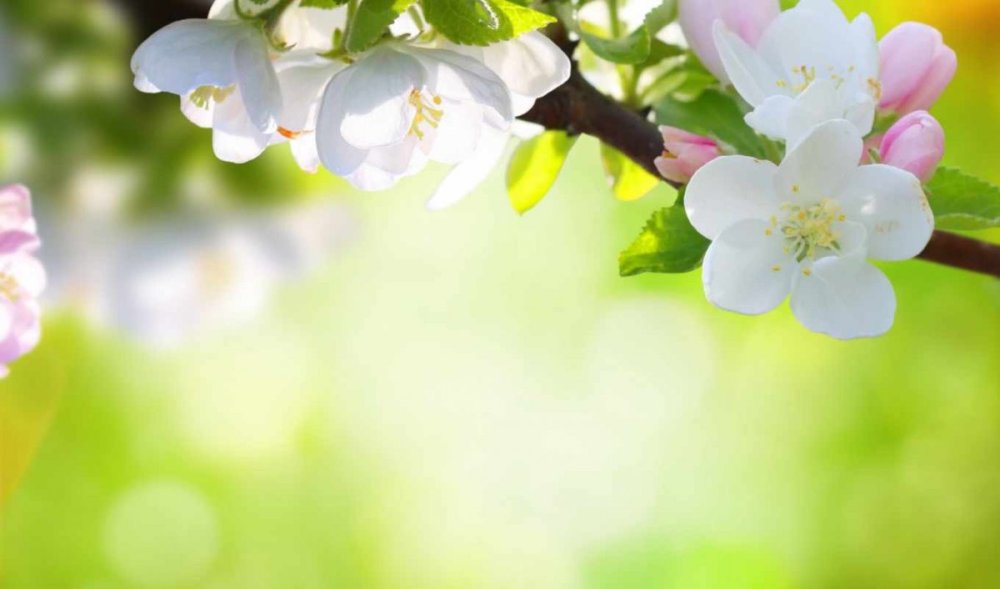 Фон с цветущей яблоней