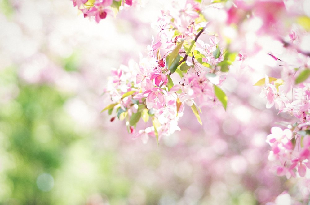 Весенний фон