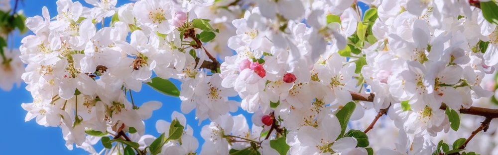 Яблони в цвету панорама