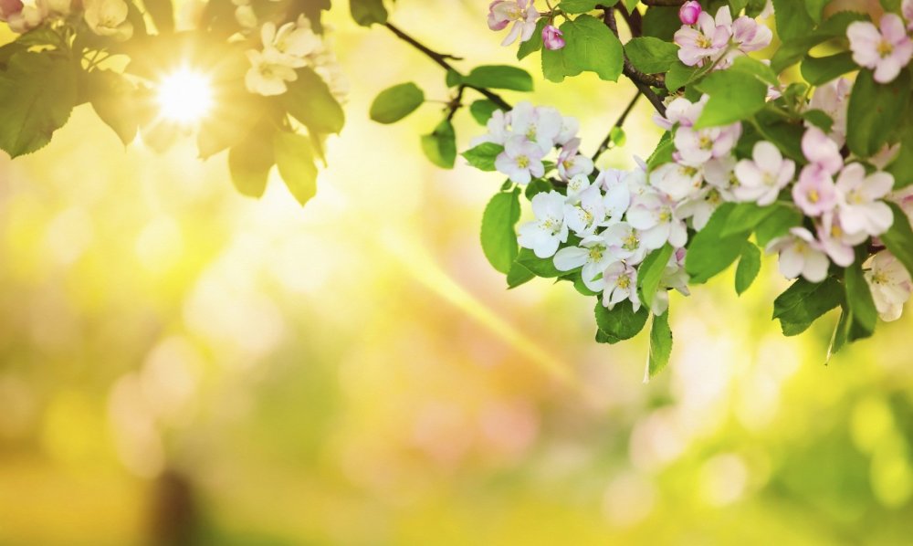 Цветущая яблоня в лучах солнца