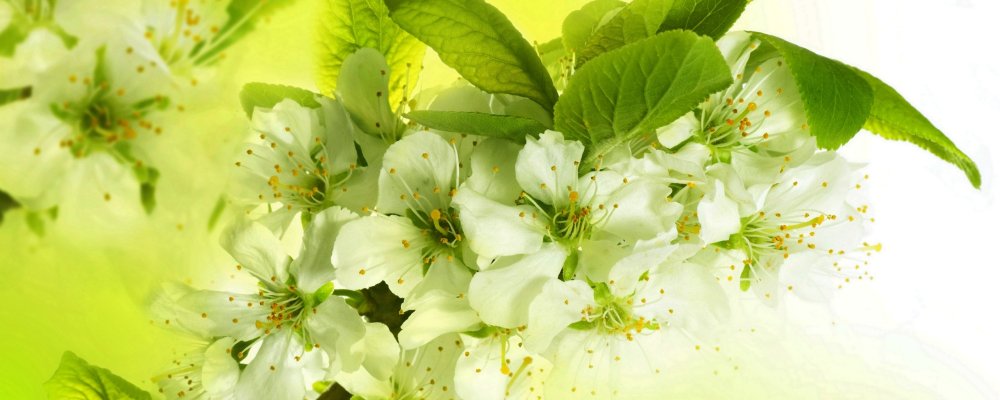 Яблоня цветёт