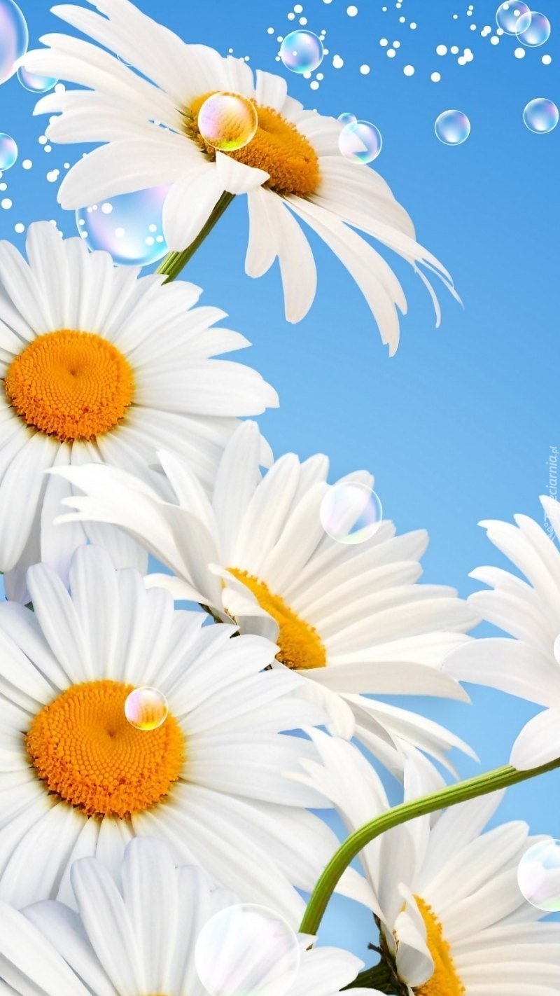 Открытки с ромашками