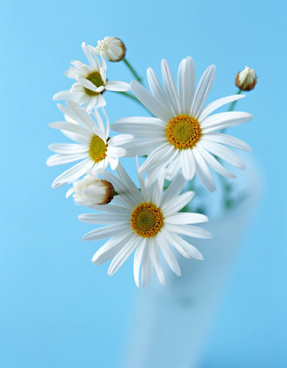 Летняя природа для детей