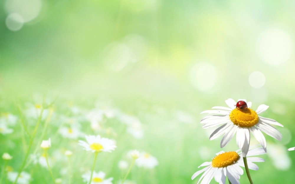 Фон ромашки