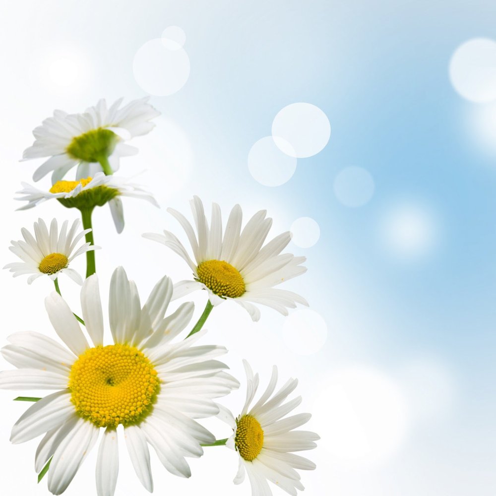 Ромашки на Светлом фоне