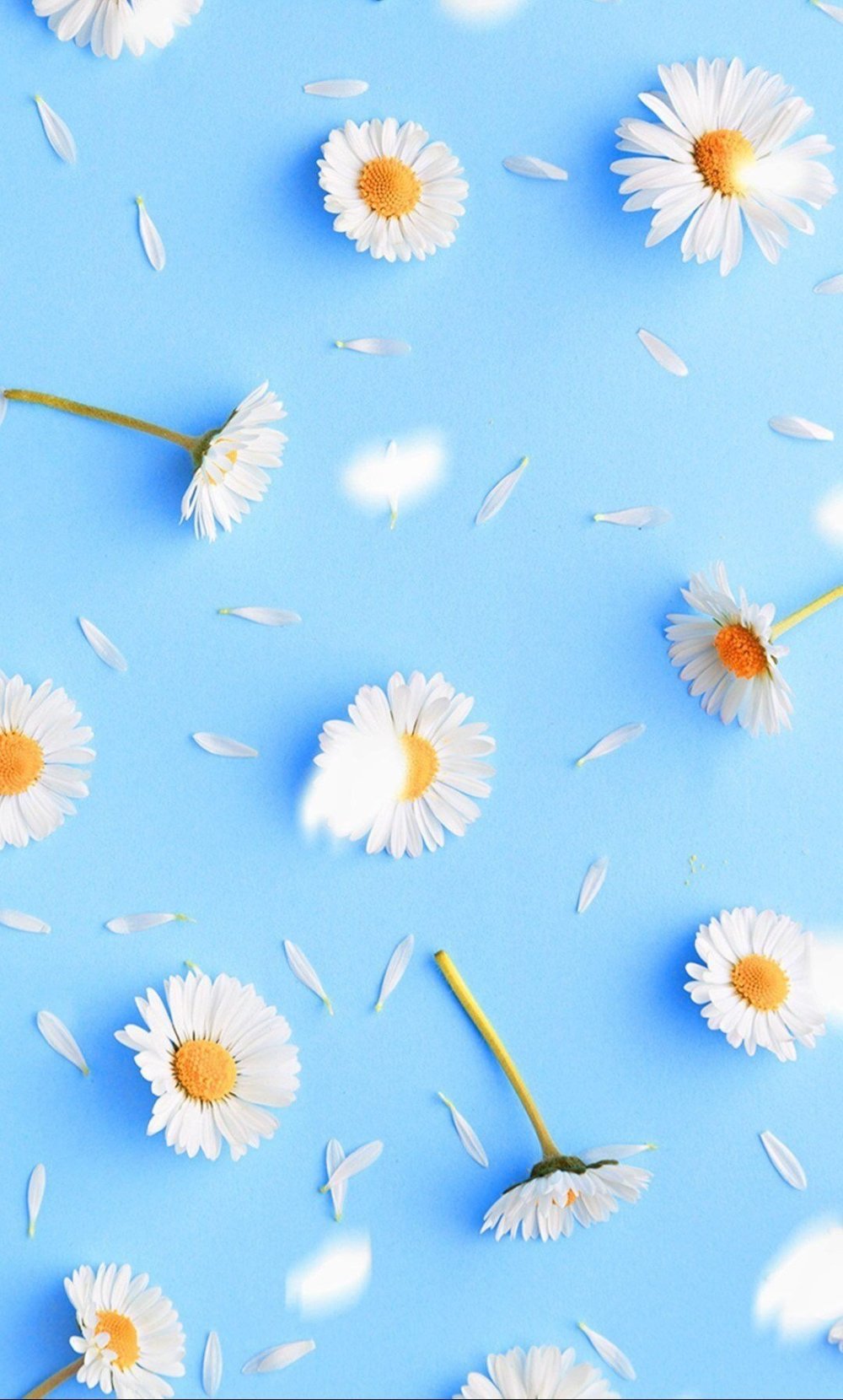 Рамочки для оформления с ромашками