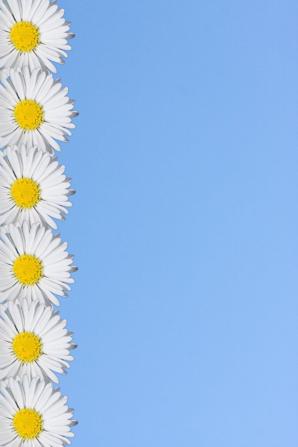 Фон ромашки