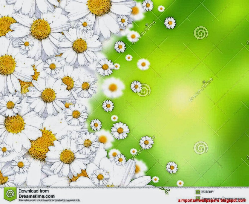 Фон ромашки
