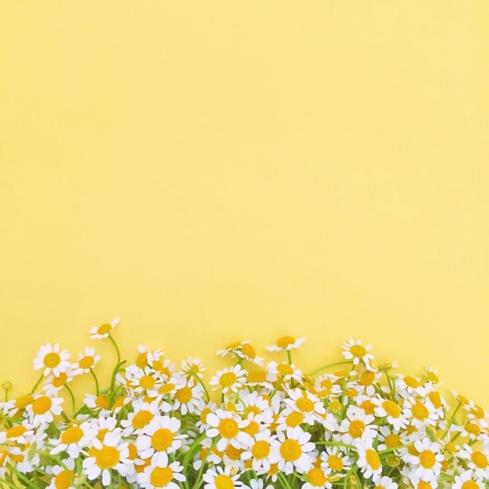 Мелкие ромашки