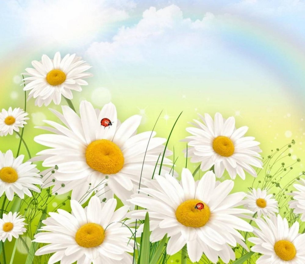 Нежнейшие ромашки