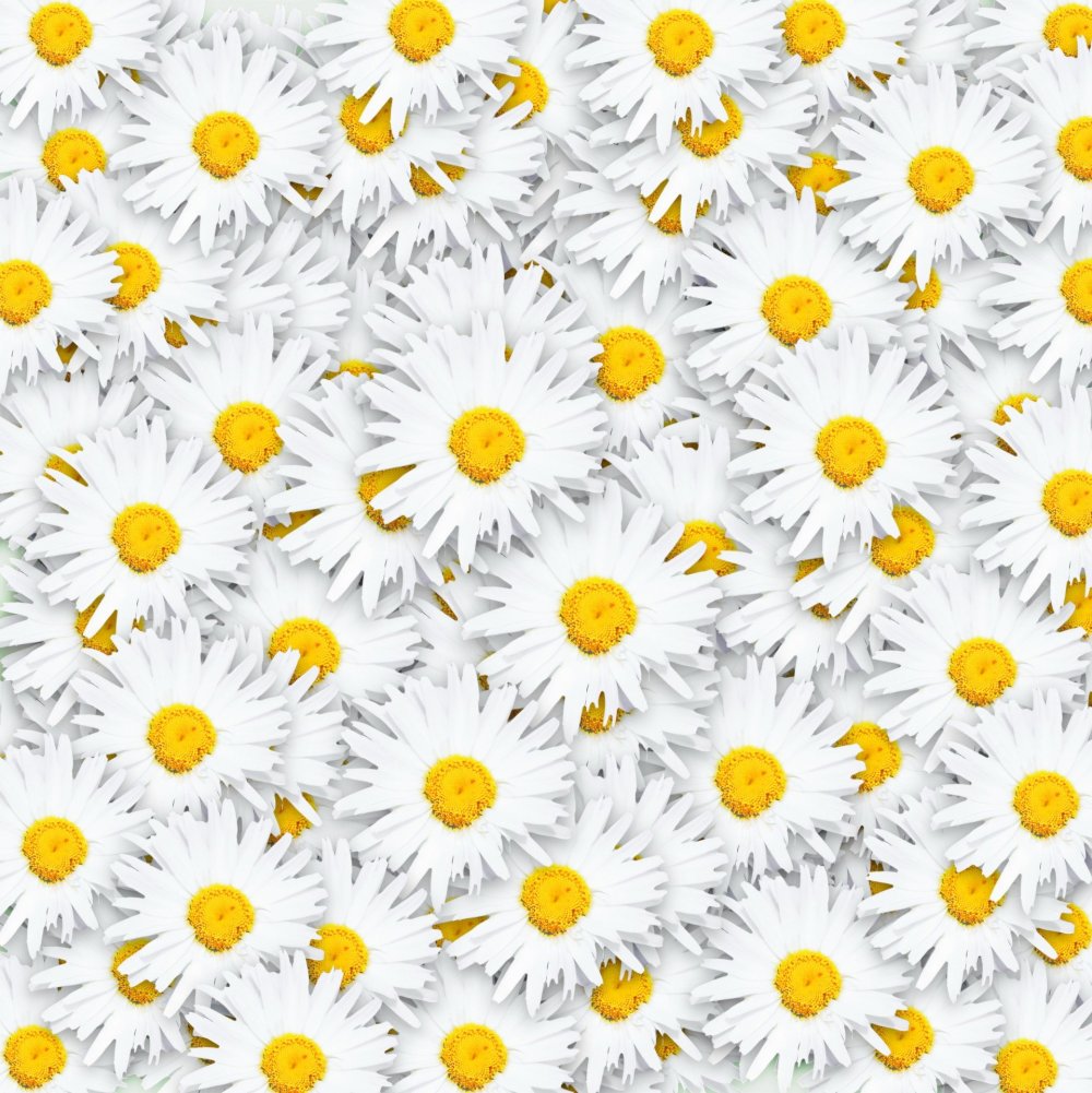 Фотофон ромашки