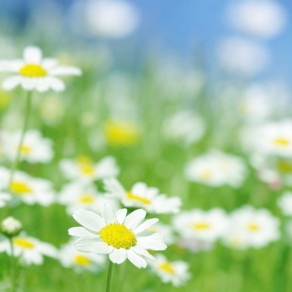 Фон ромашки