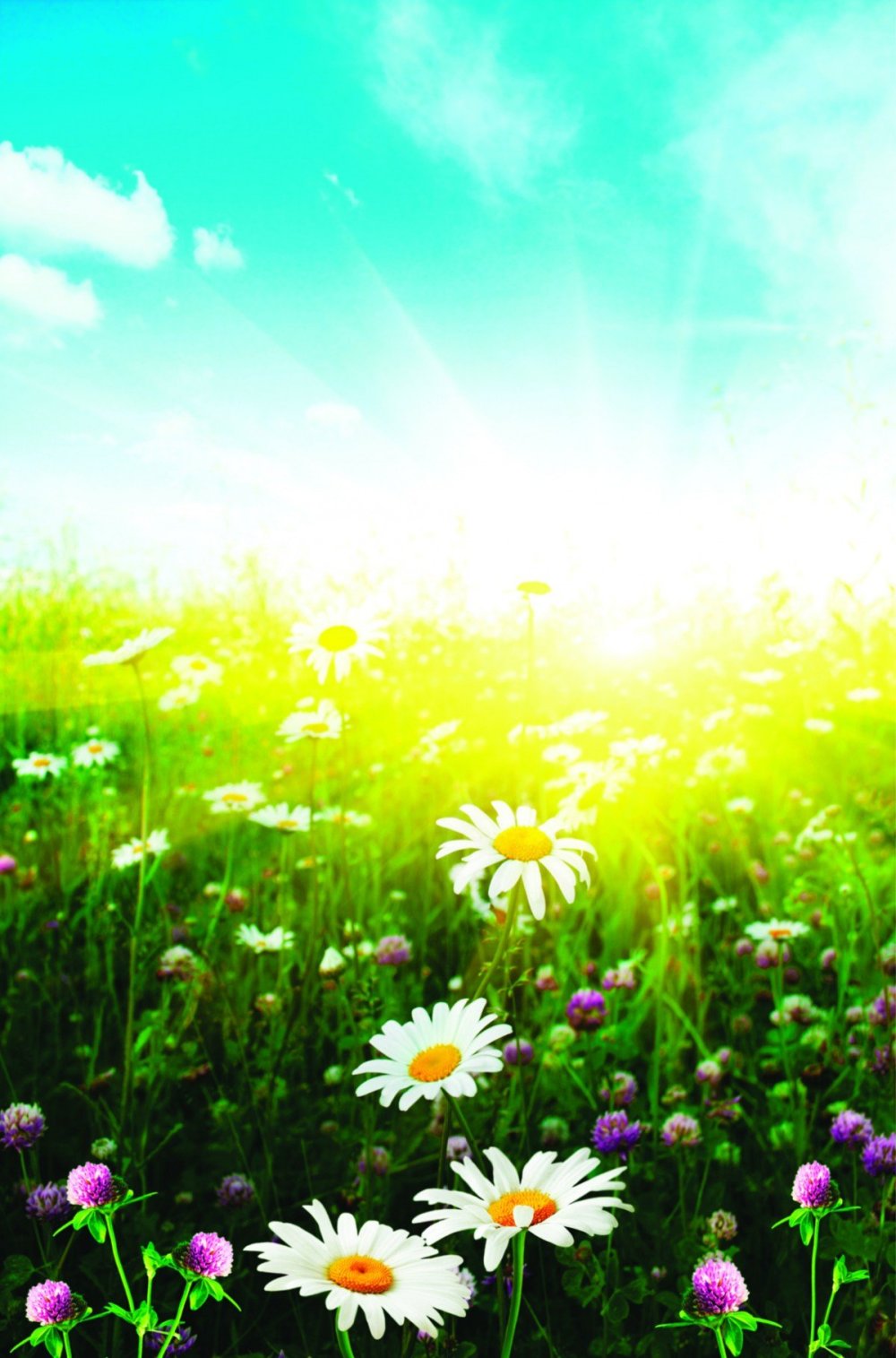 Красивый фон с ромашками вертикальный