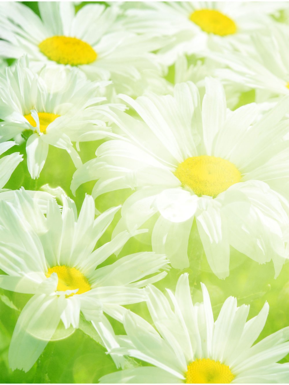 Ромашка без фона