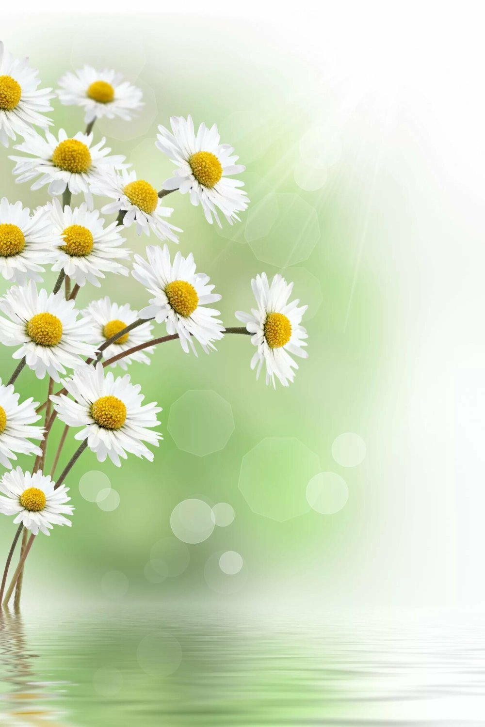 Открытки с ромашками