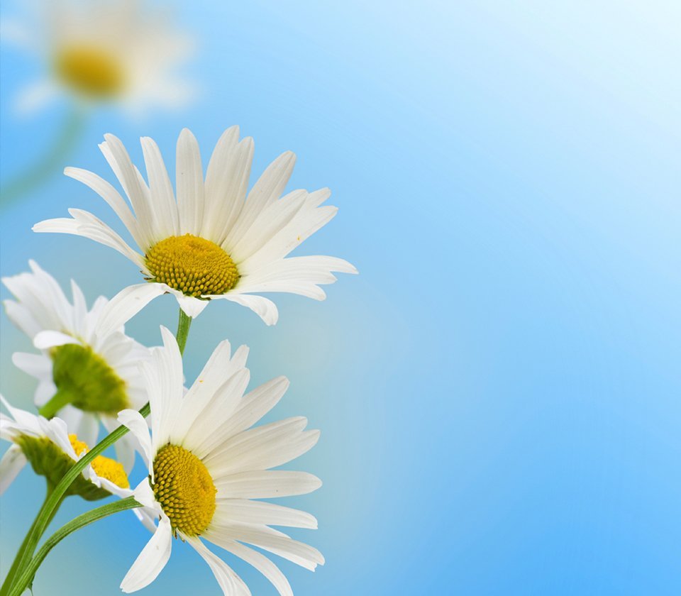 Фон ромашки