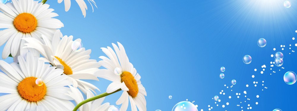 Красивый фон с ромашками