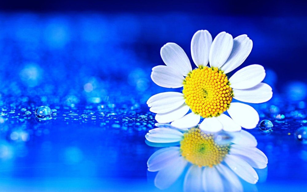 Красивый фон с ромашками