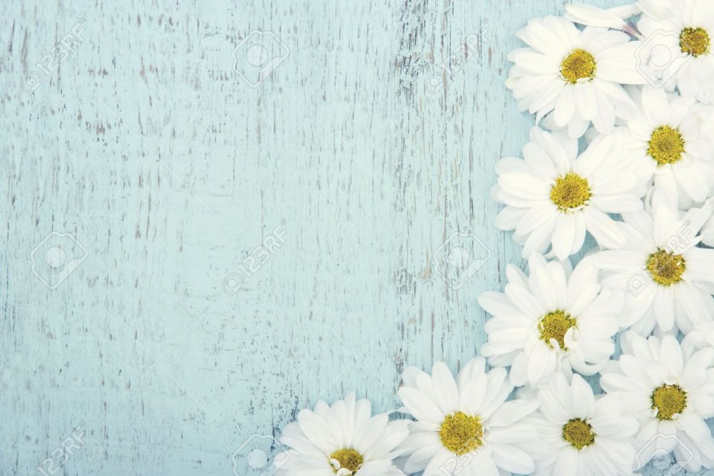 Ромашки и небо