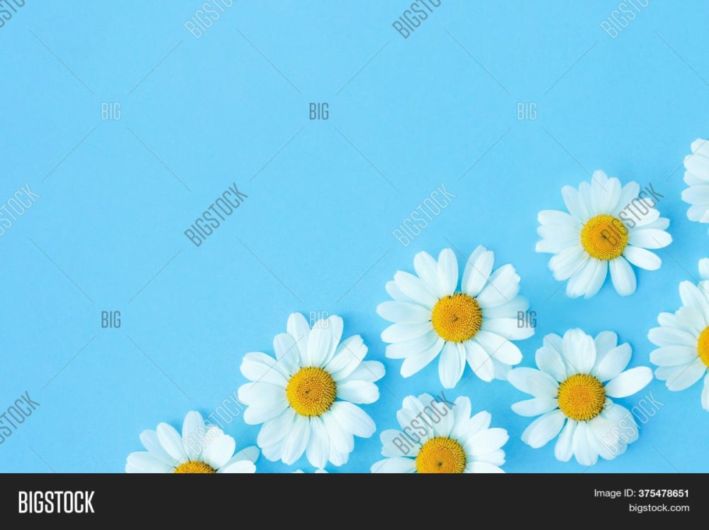 Ромашки на голубом фоне
