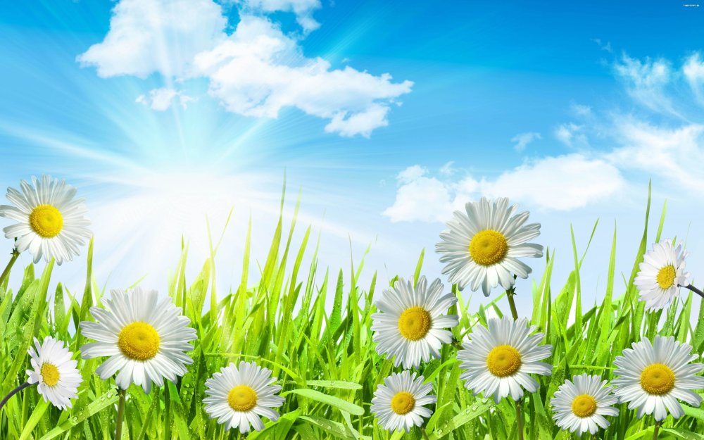 Цветы на голубом фоне