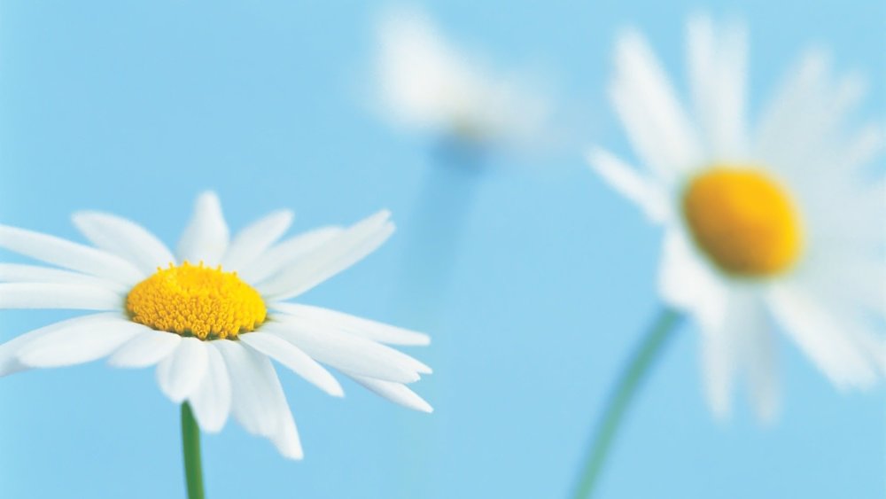 Ромашки паттерн