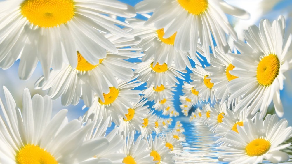 Ромашки обои