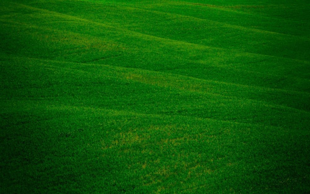 Зеленое поле