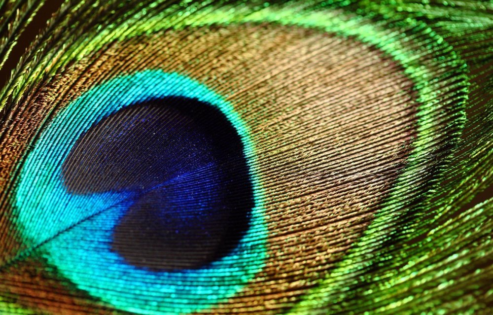 Модульная картина перо павлина