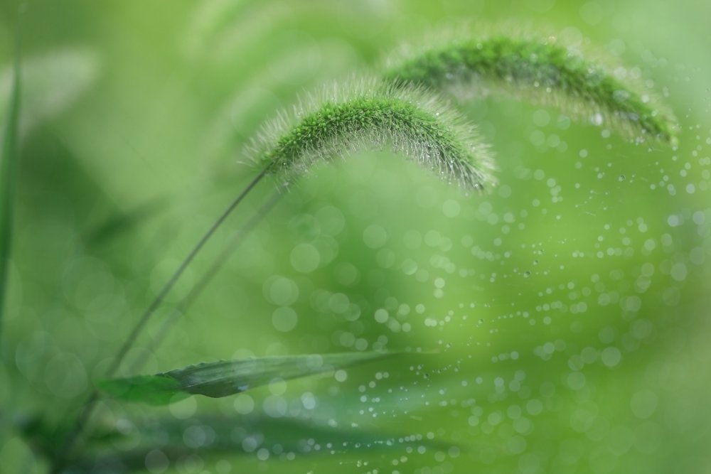 Травинка макро