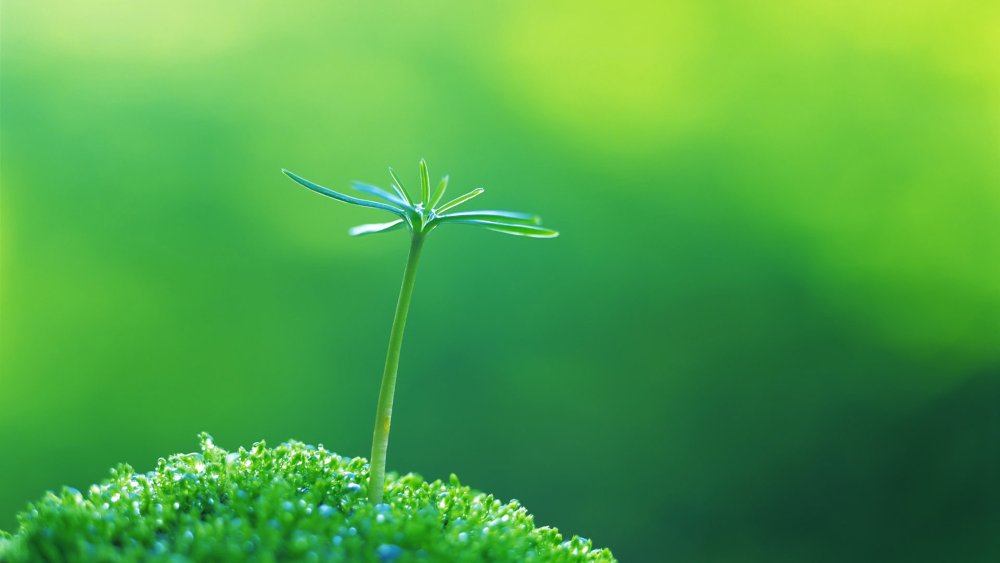 Росток Грин