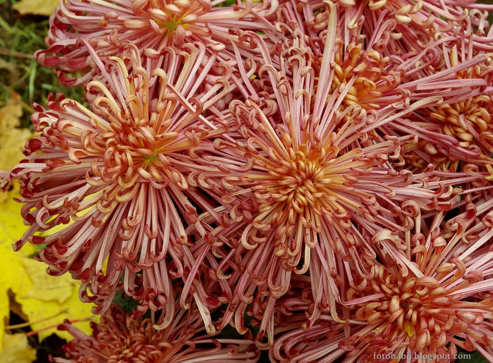 хризантема лолипоп фото