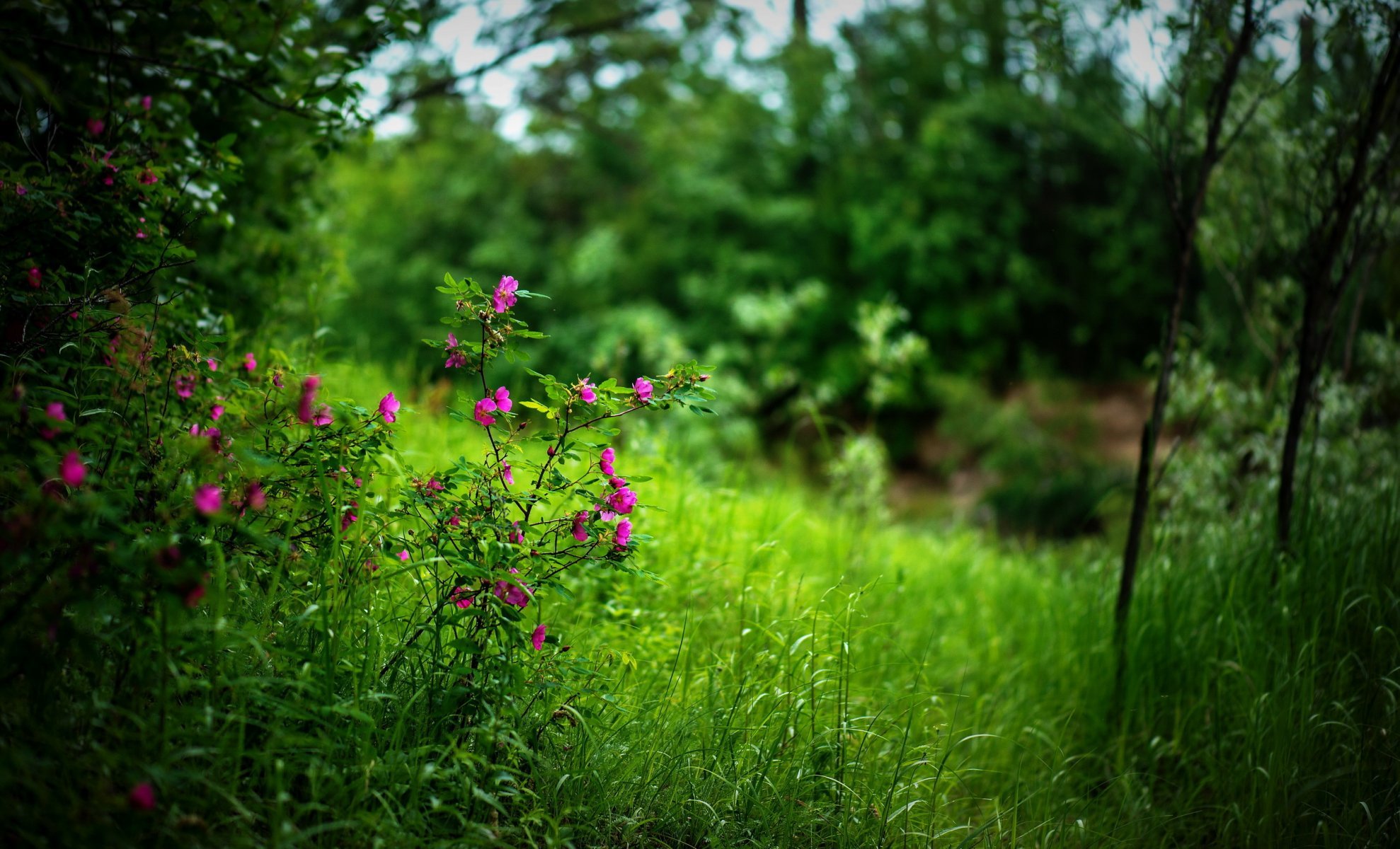 Летние картинки на рабочий. Летняя природа. Розовые Лесные цветы. Розовые цветы в лесу. Лесные травы.