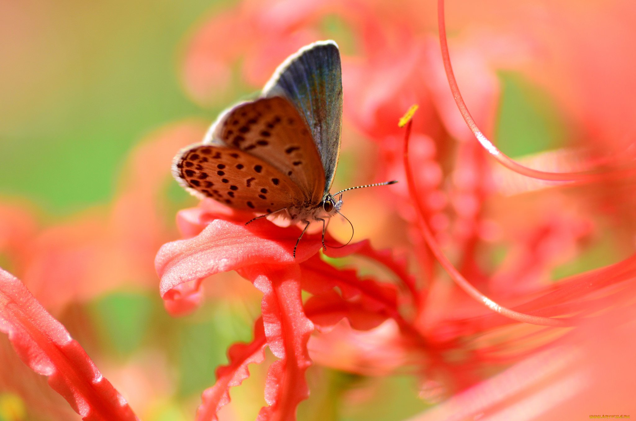 Заставка на телефон для женщин природа. Красивые бабочки. Бабочка на цветке. Яркие бабочки. Бабочки картинки красивые.