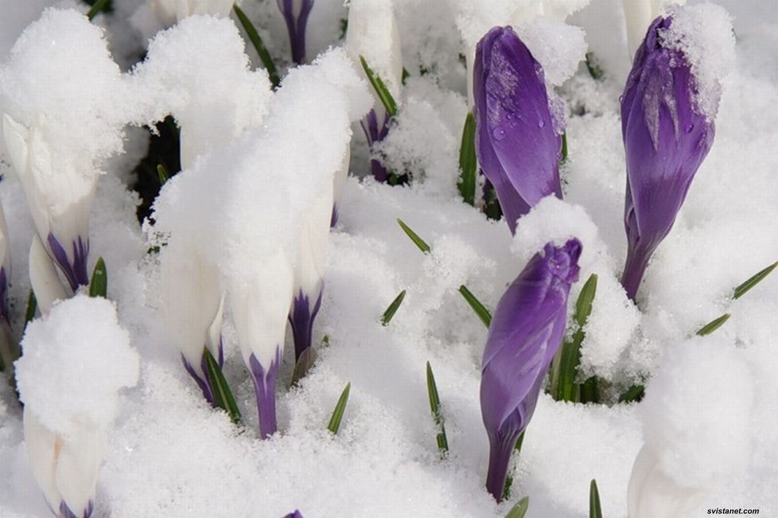 Фотография март 7. Первые весенние цветы. Крокусы в снегу. Цветы из под снега. Первоцветы в снегу.