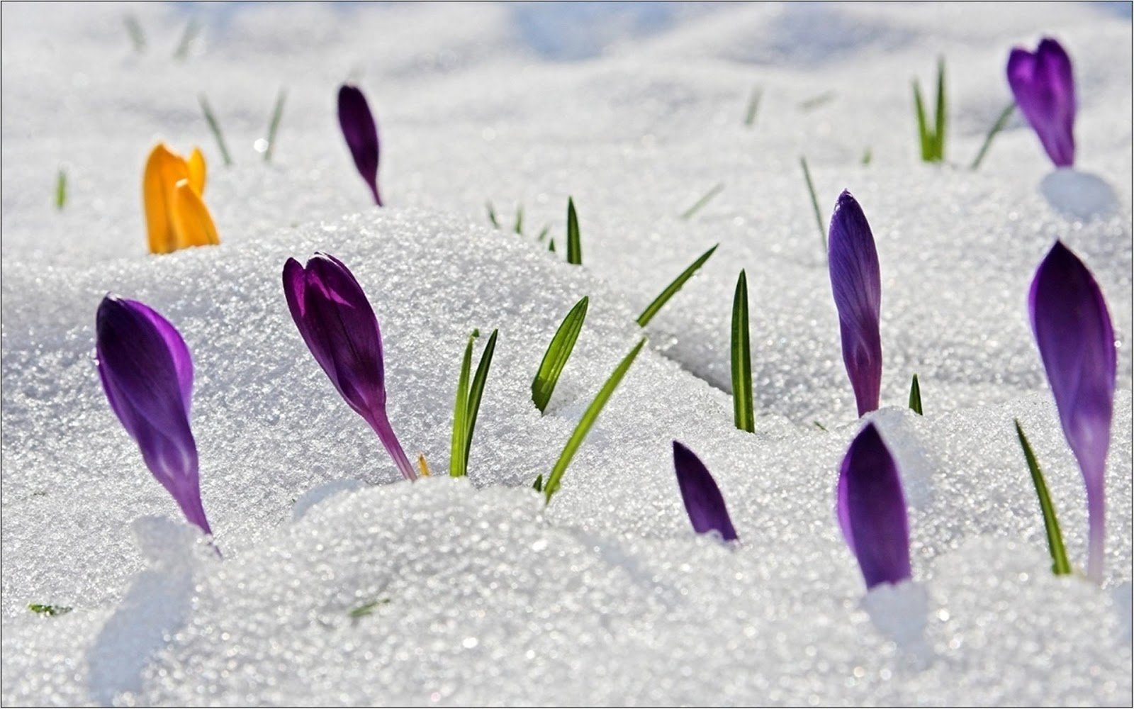 Темы связанные с весной. Крокусы в снегу. «Крокусы под снегом».
